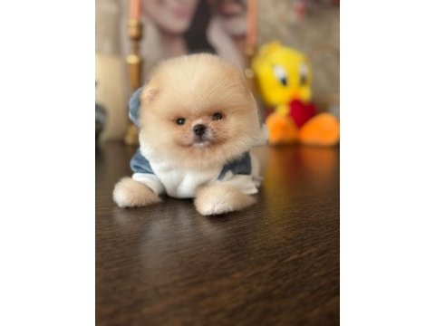 Bal gibi mini ayıcık pomeranian