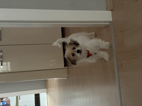 9 aylık eğitimli cavachon