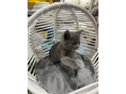 British shorthair ve scottish fold yavrular