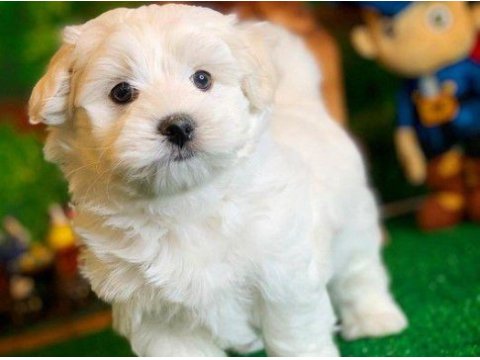 Kore kan maltese terrier yavrular
