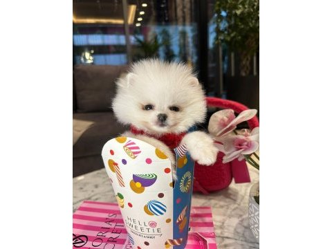 Tatlı yavru pomeranian köpeklerimizle tanışın