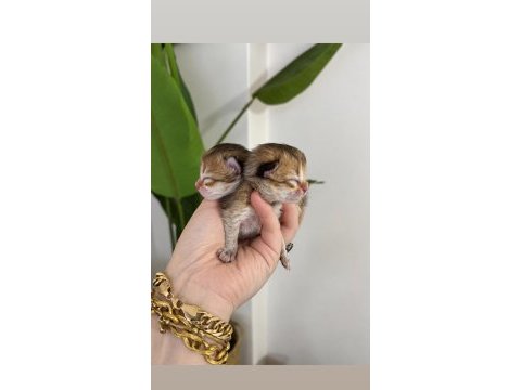 British longhair erkek yavrular