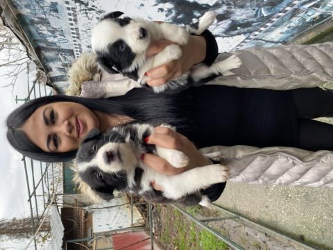 Sağlık ve ırk garantili border collie yavrularım