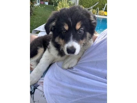 Zeka küpü çok özel border collie yavruları