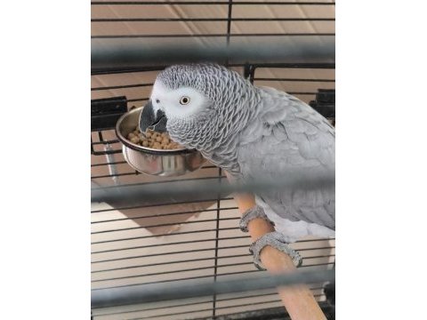 Jako papağanı dişi