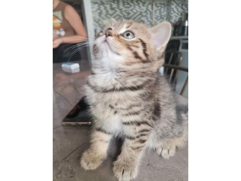 Black golden tabby erkek yavrular
