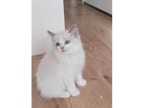 Şecereli ragdoll yavruları