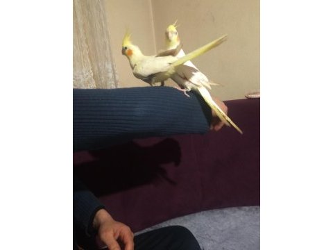 Kuşçu hüseyinden harika çift sultan papağanlar
