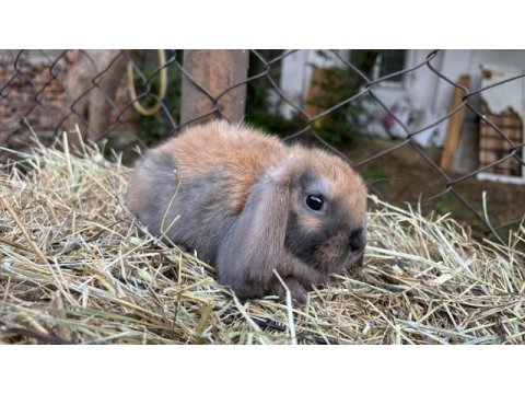 Veterinerden safkan mini lop tavşan yavru gönderim var