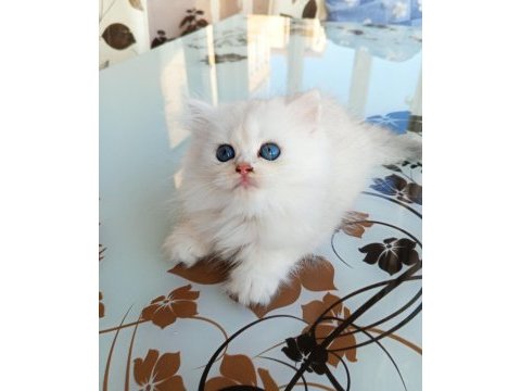 Ev üretimi kedi yavrumuz longhair