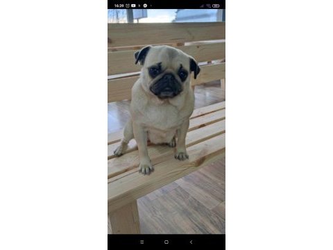 1 yaşında dişi pug uygun