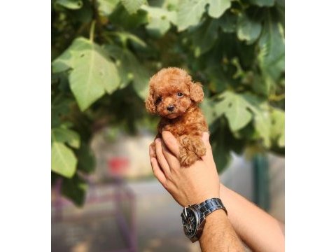 Poodle ailemize katılmak istemezmisiniz