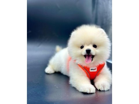 Pomeranian kar beyaz yavrum