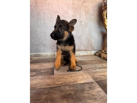 Alman çoban köpeği yavrularımız