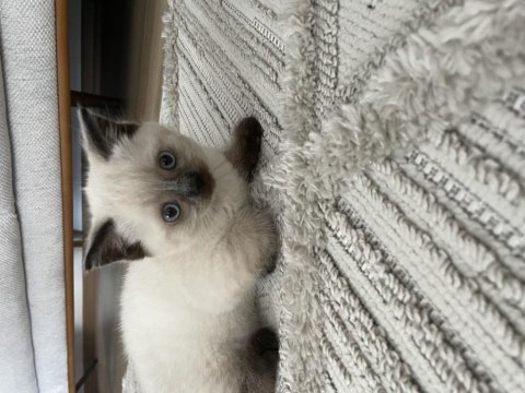 British blue point erkek yavru kedimiz