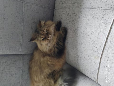 Ücretsiz chinchilla kedisi