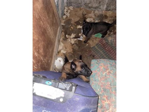 Safkan kara surat belçika malinois yavrular