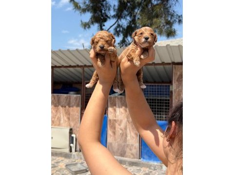 Toy poodle cinsi yavrularımız