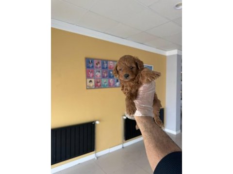 Türkiyenin en güzel maltipoo yavruları renk renk ankara