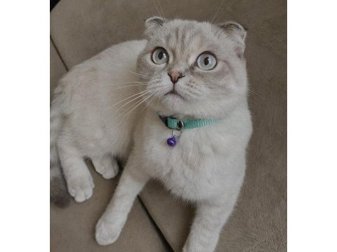 Scottish fold dişi kısır