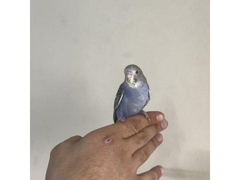 Bebek muhabbet kuşu yeni yeme düşmüş gönderim var
