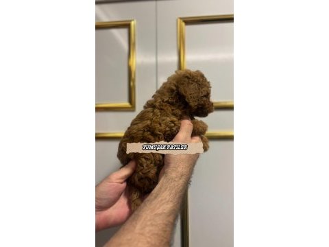 Sevimli ırk kore poodle