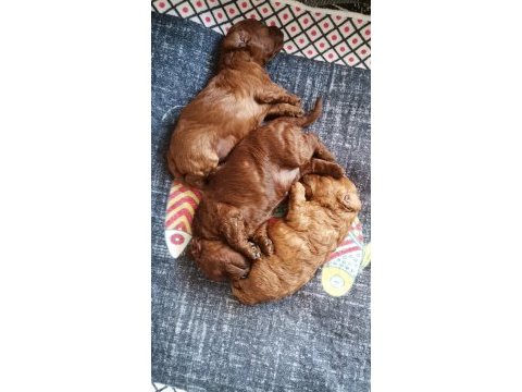 Toy poodle yavruları