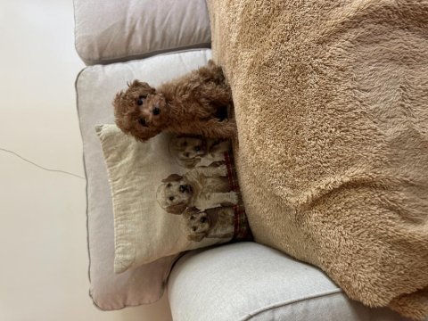 Orjinal toy poodle
