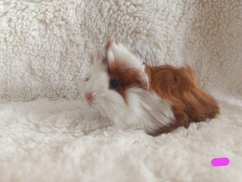 Sevimli guinea pig yavruları