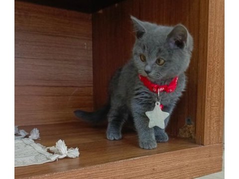 Sevimli british shorthair prenses
