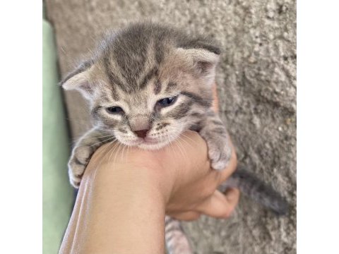 Acil sahiplendirme scottish fold bebekler