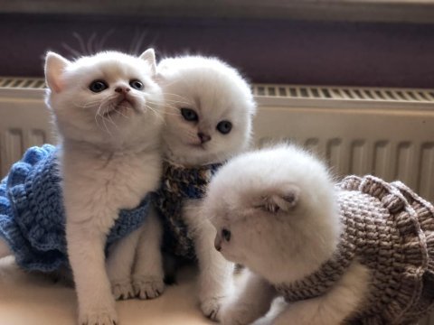 Pamuk scottish fold çocuklar