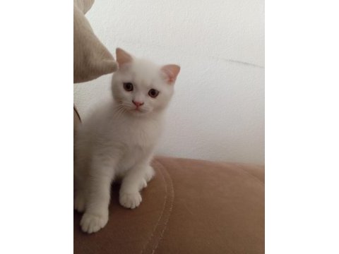 Scottish fold british silver blue point bebekler