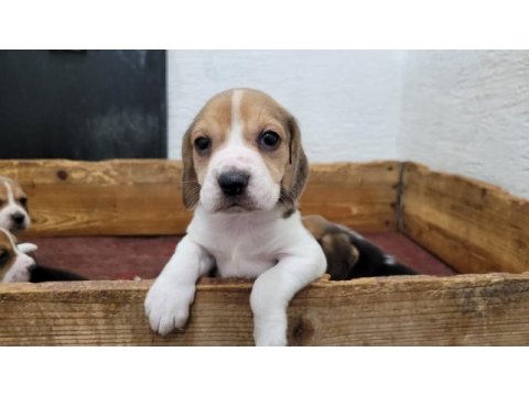 Beagle yavrularımız ırk garantilidir