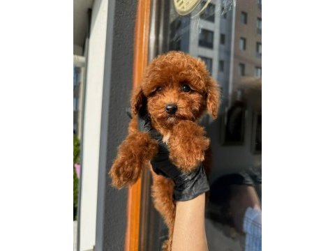 Red brown toy poodle yavrular