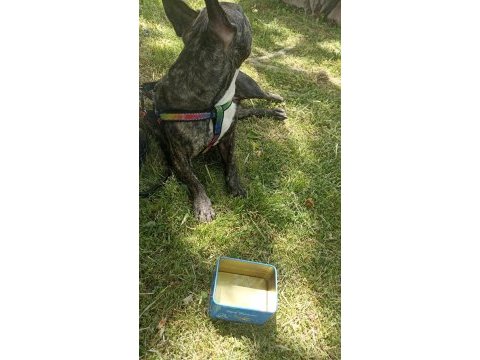 French bulldog köpeğime eş arıyorum