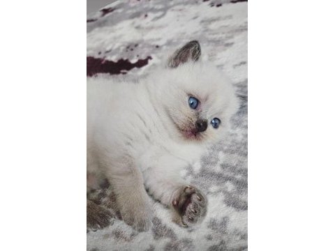 1 aylık cins kediler satılıktır blue point oyuncu kedisi