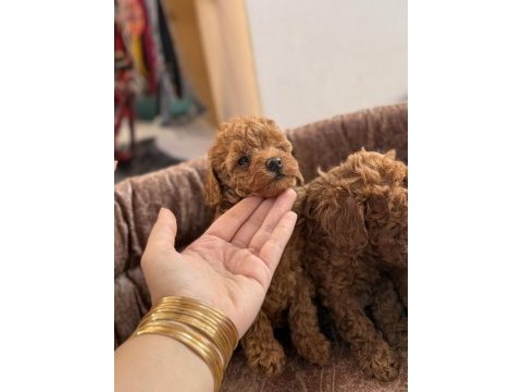 Toy poodle bebek köpeği