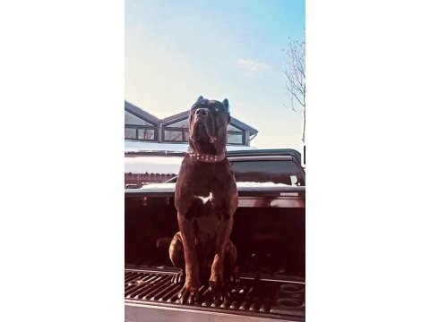 70 günlük dişi blue ve siyah cane corso yavrular