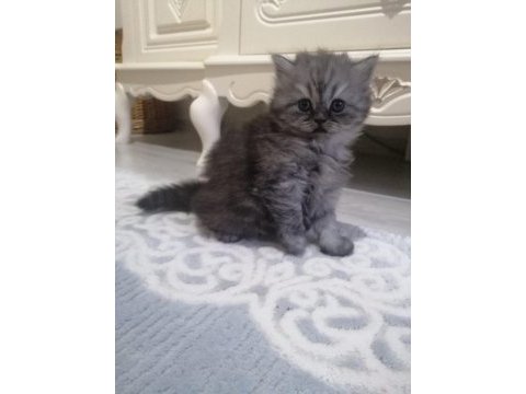 2 aylık british shorthair