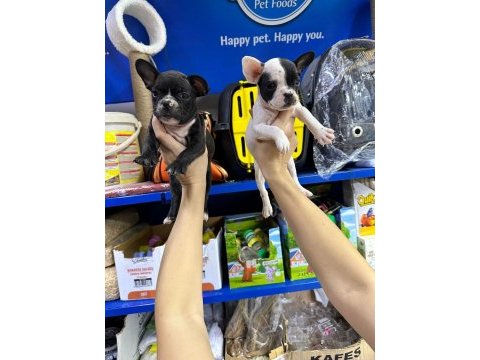 French bulldog orijinal ve sağlık garantili