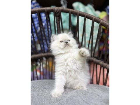 British longhair güzelliklerimiz
