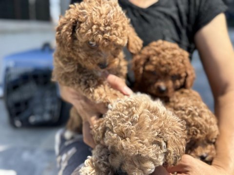 Ankaranın en elit kore maltipoo yavruları