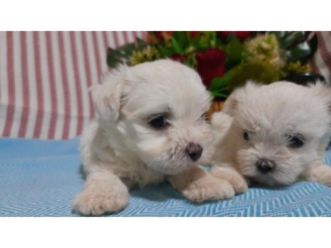 Kore kan maltese bebekler