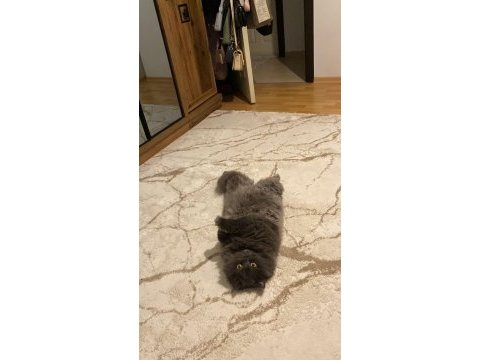 7 yaşında british longhair