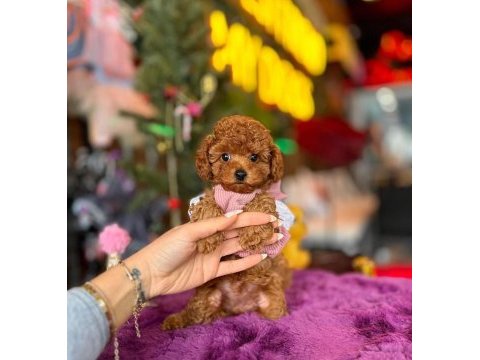 Kg garantili kore toy poodle yavrularımız