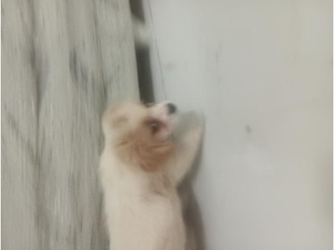 Cavalier king charles safkan köpeğimiz