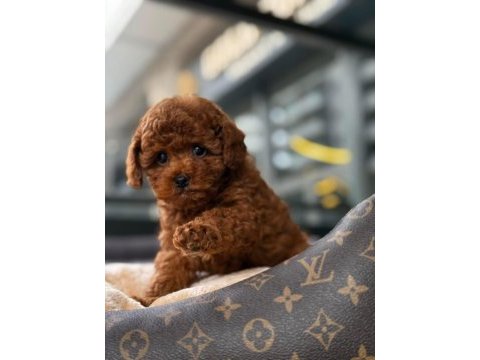 Red brown kore toy poodle yavrular