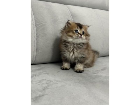 British longhair yavrular