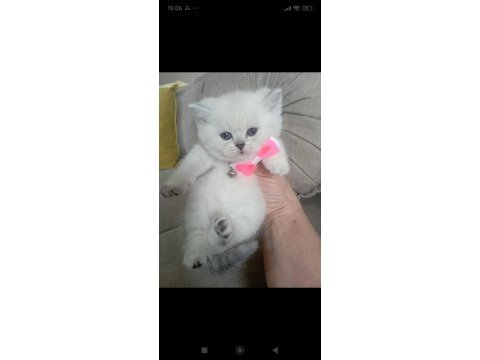 Dişi british shorthair yavrumuza yuva (uyguna)